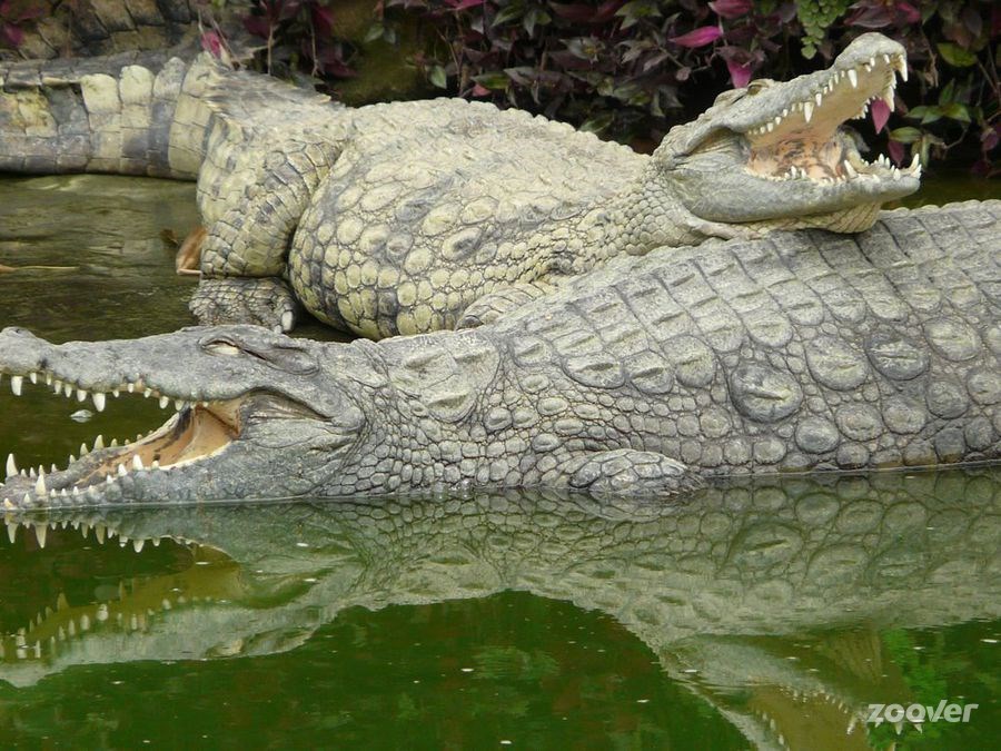 La ferme aux crocodiles